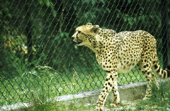 Taiping Zoo